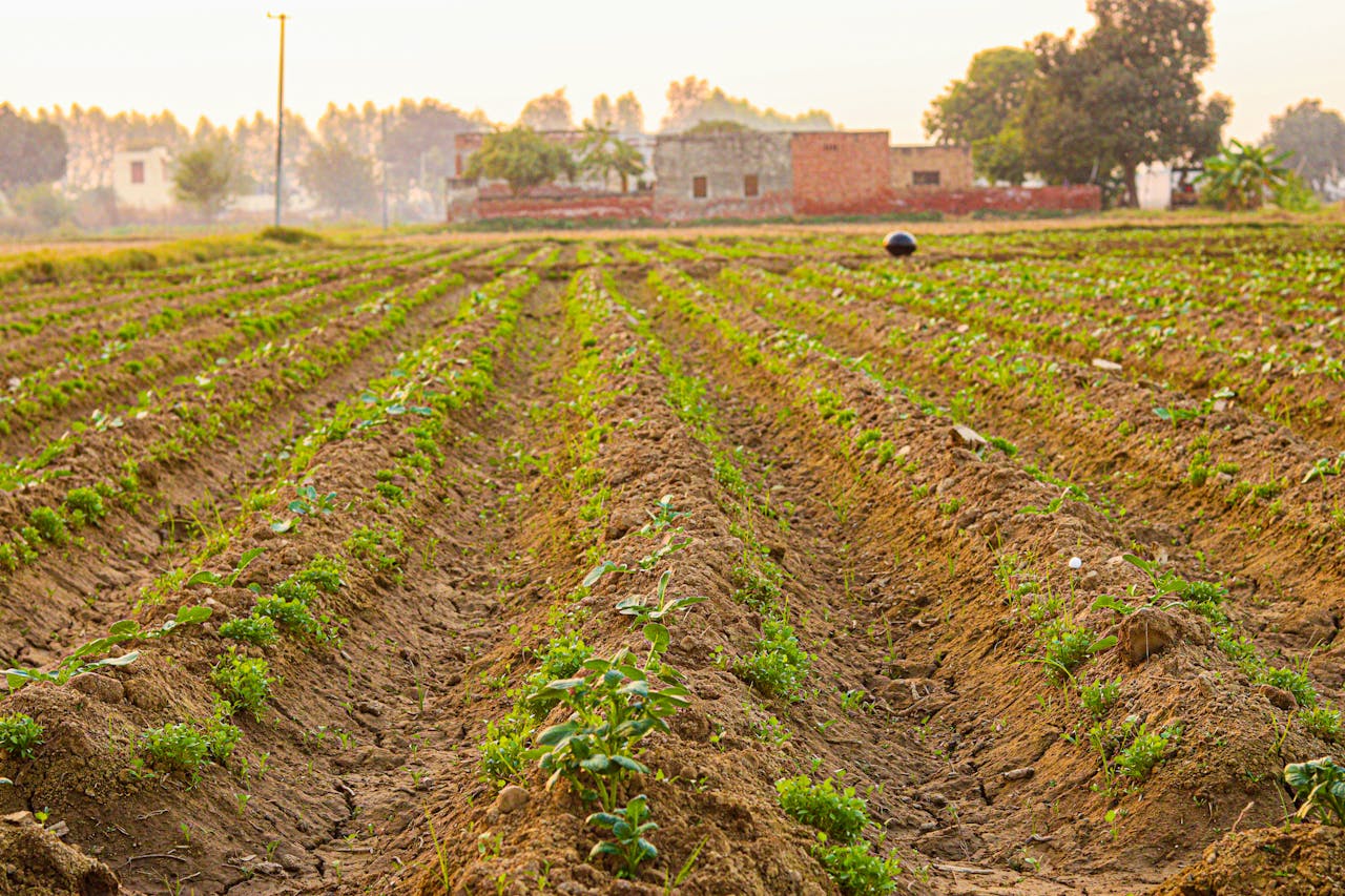 Green crops growing in a rural field with distant farm buildings under a clear sky.