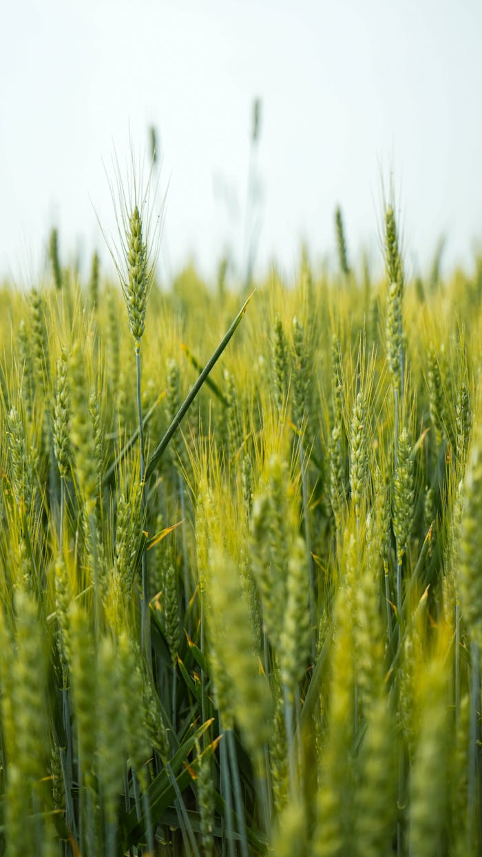 Vibrant close-up of wheat in a vast field in Musestre, Italy, showcasing agricultural beauty.