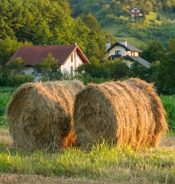 Tranquil rural scene featuring sunlit hay bales in a lush countryside setting.