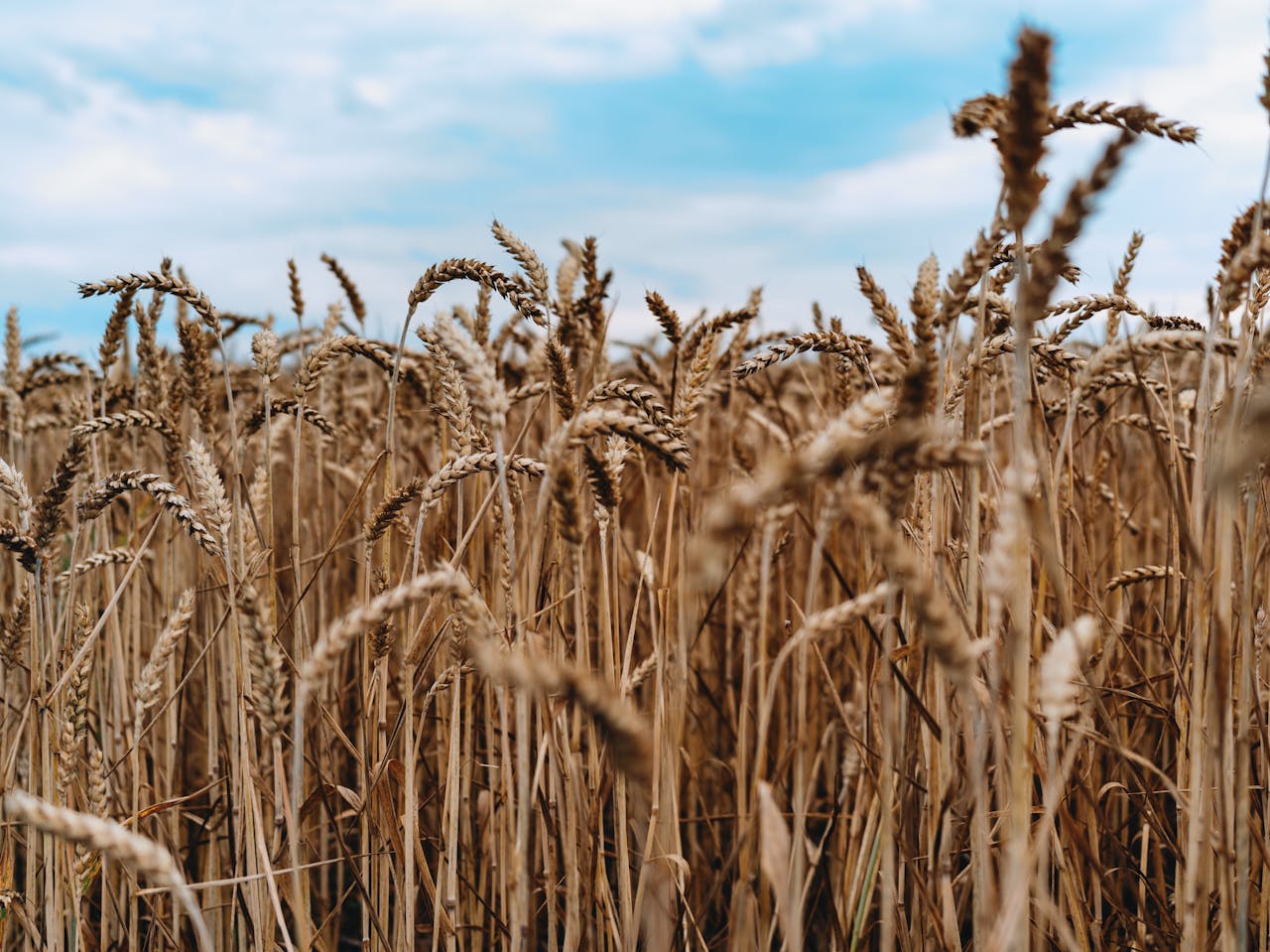 A serene view of a ripe wheat field under a clear blue sky, symbolizing harvest season.