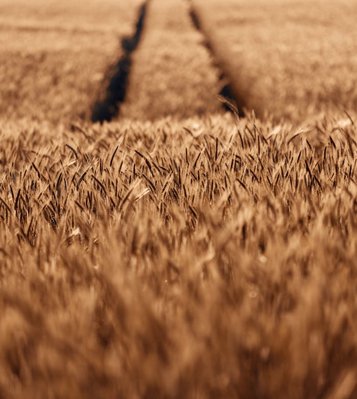 Close-up of sunlit wheat field showing golden stalks under a clear sky.