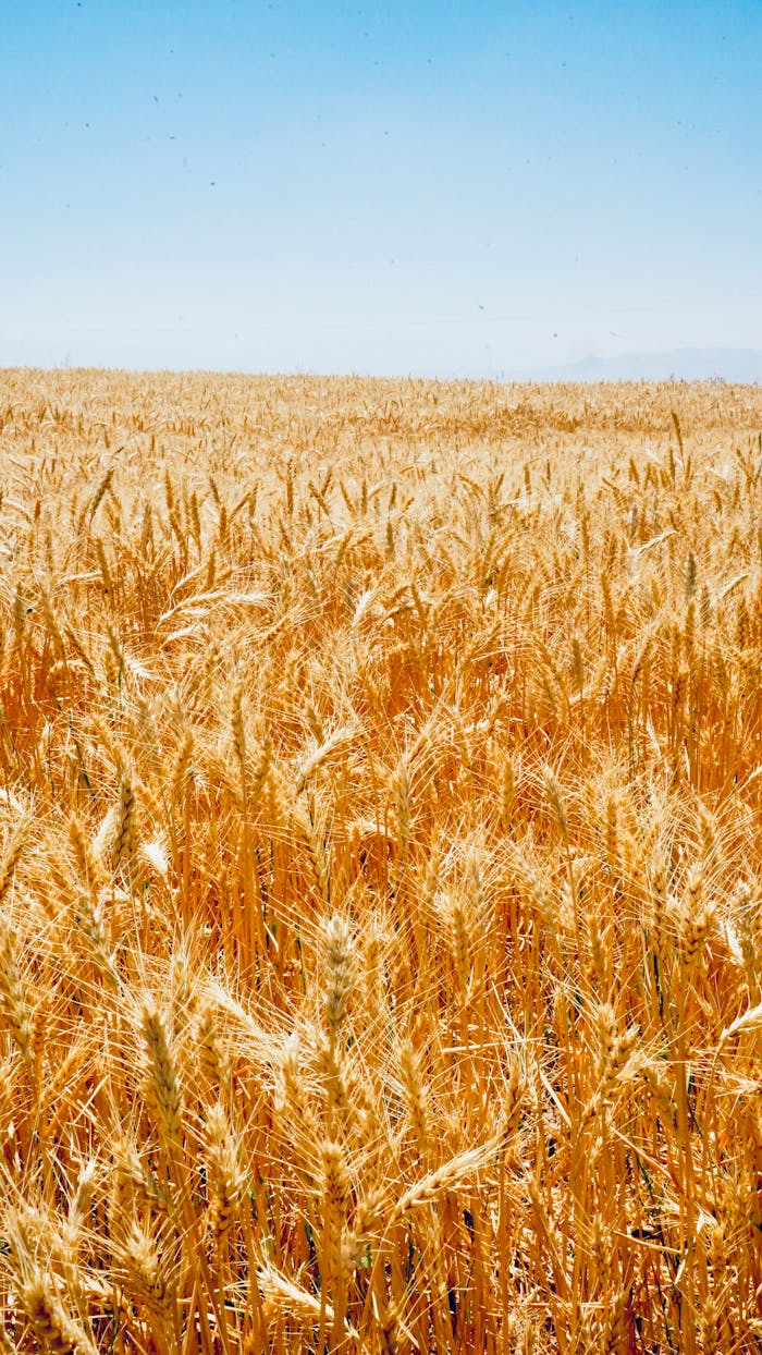 Vast golden wheat field in Niğde, Türkiye under a bright blue sky, showcasing a rich agricultural landscape.