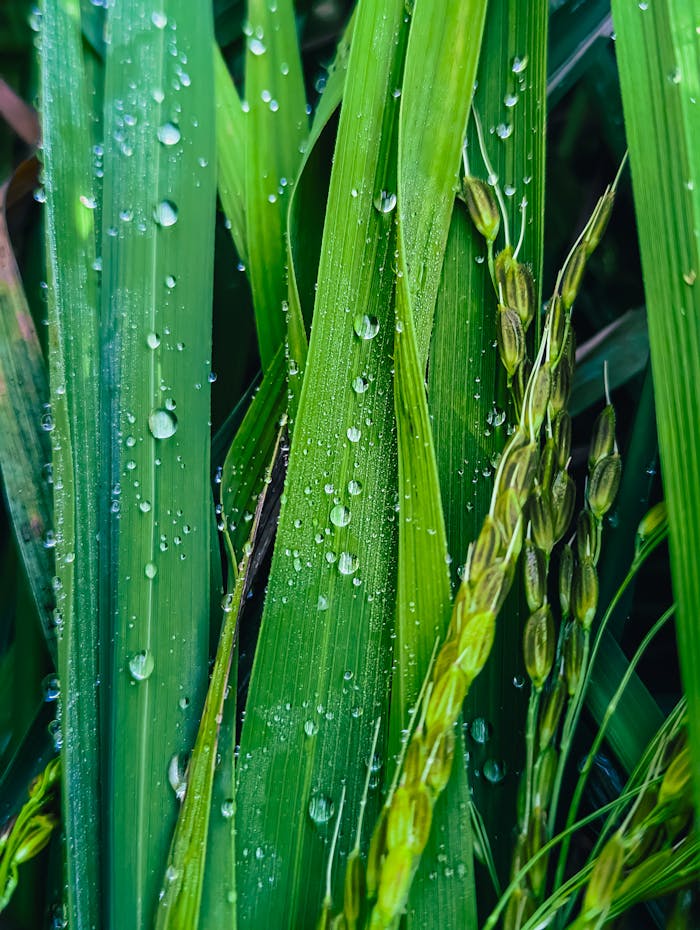 Vivid close-up photo of green rice plant leaves with dew drops, showcasing natural beauty.