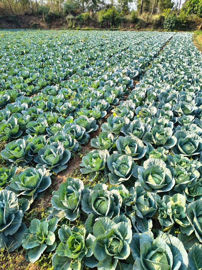 A vast field of green cabbage in Bilaspur, India under natural daylight.