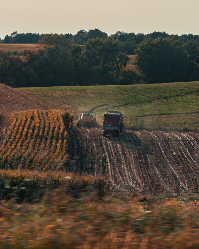 Two tractors harvesting crops on a bright day in a rural landscape.