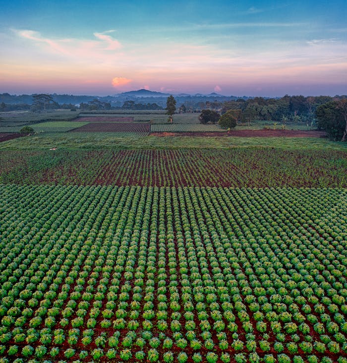 Lush cassava fields in Banten, Indonesia captured in a stunning aerial view at sunset.