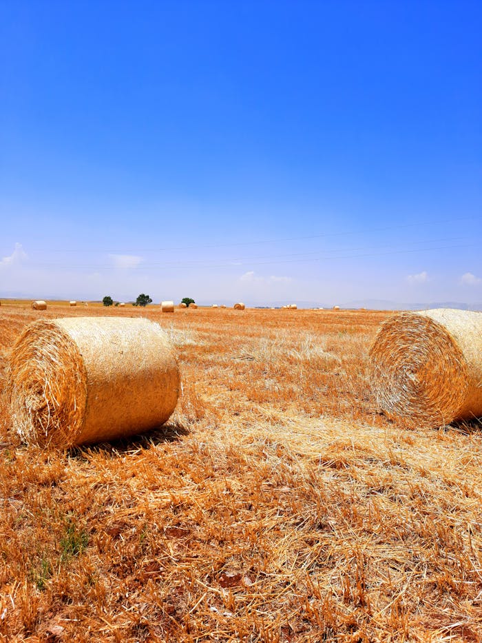 Vibrant countryside scene of hay bales in a sunlit field under a clear blue sky.