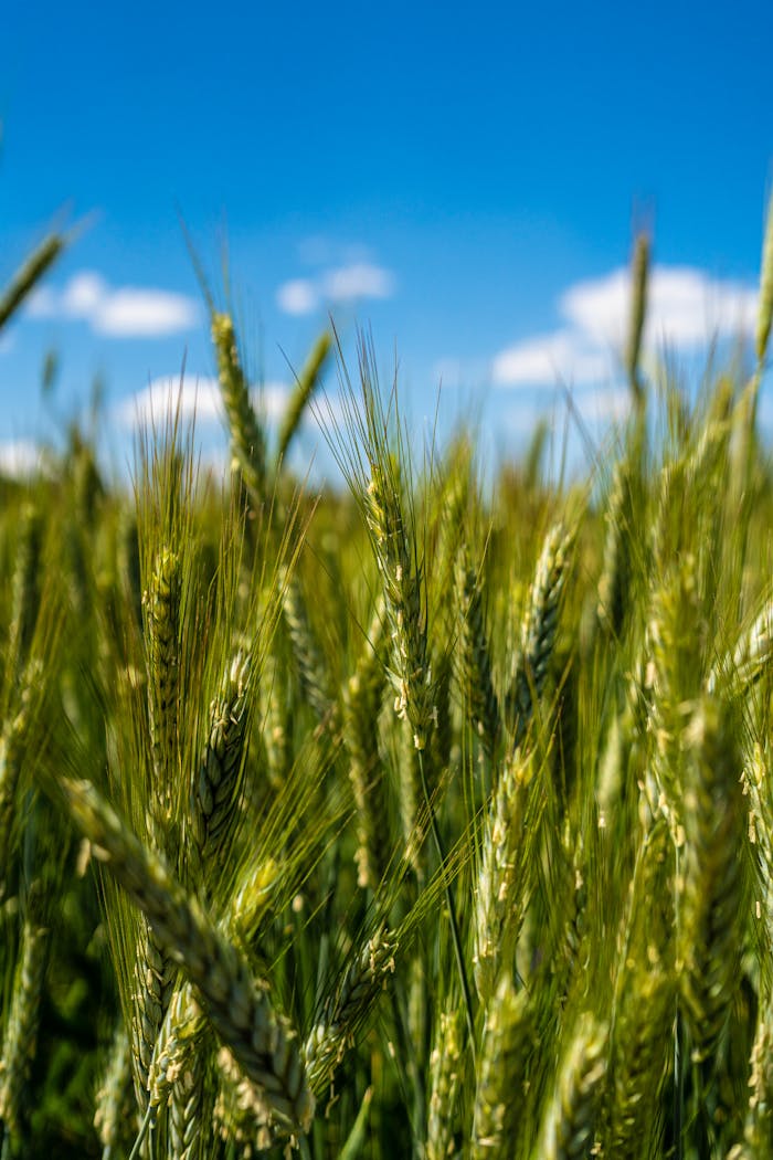 Close-up of a lush green wheat field swaying in the breeze under a bright blue sky, captured in vibrant detail.
